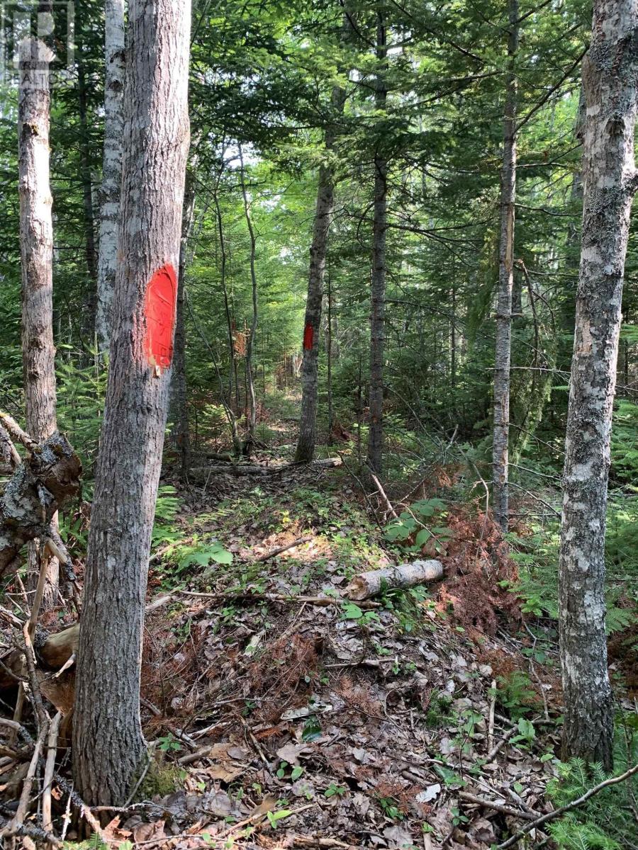 Lot 4b Hunter Road, Wentworth Valley, Nova Scotia  B0M 1Z0 - Photo 8 - 202521316