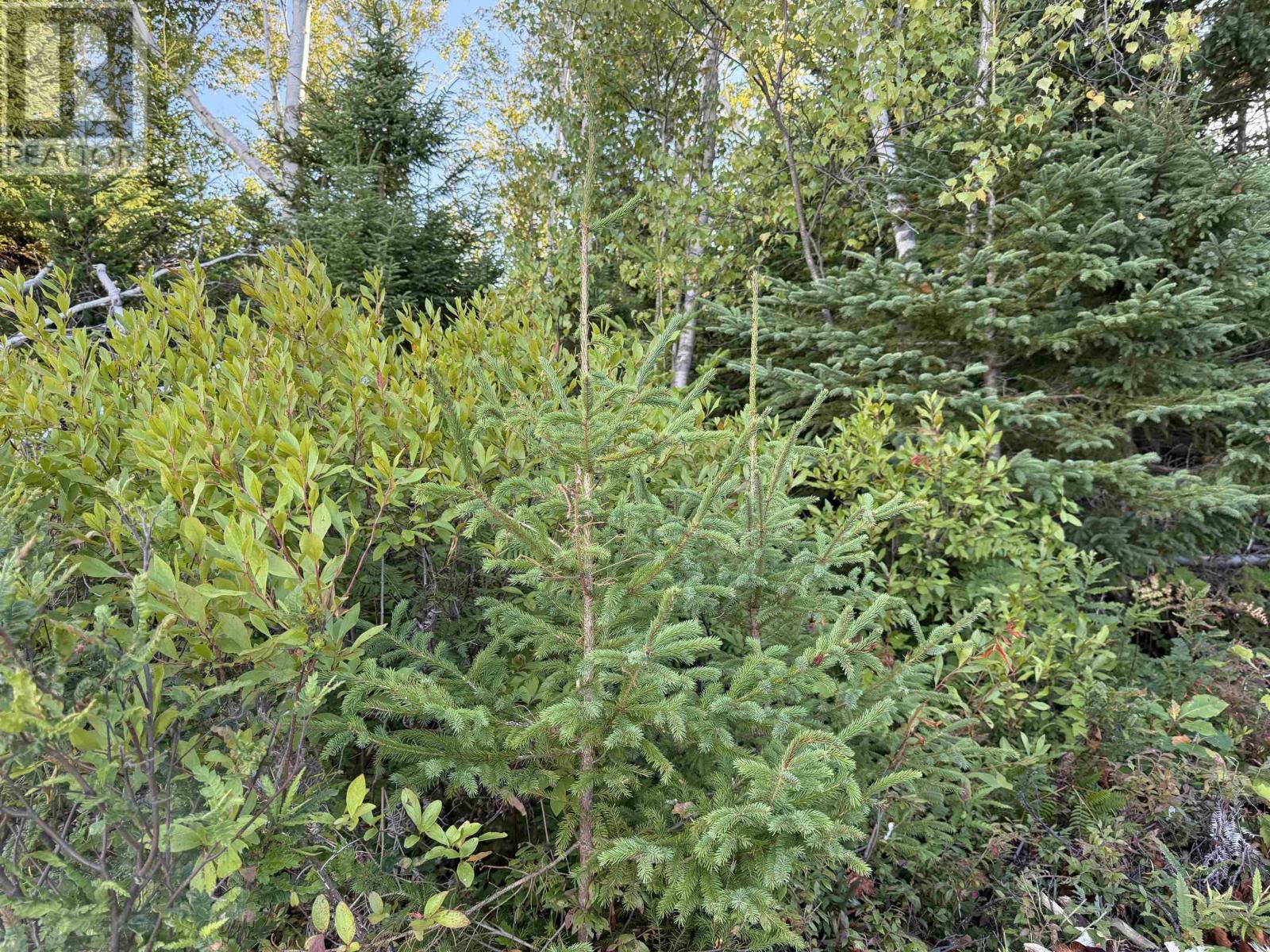 Lot 1a Pictou Landing Road, Chance Harbour, Nova Scotia  B0K 1X0 - Photo 23 - 202521667