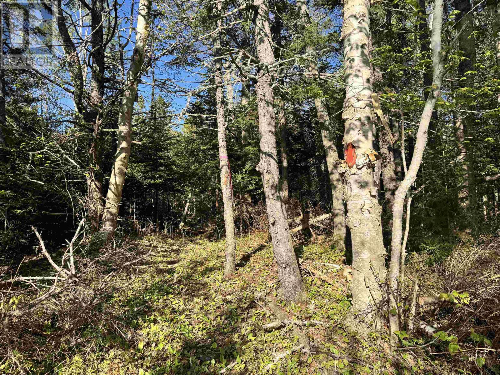 24-1 Forest Drive Extension, Pictou, Nova Scotia